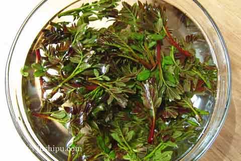 ����Ҷ������